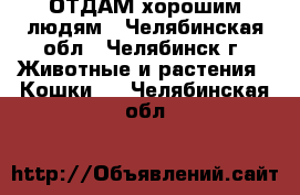 ОТДАМ хорошим людям - Челябинская обл., Челябинск г. Животные и растения » Кошки   . Челябинская обл.